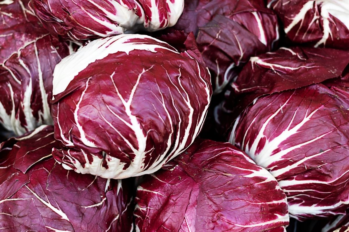 Radicchio Tardivo