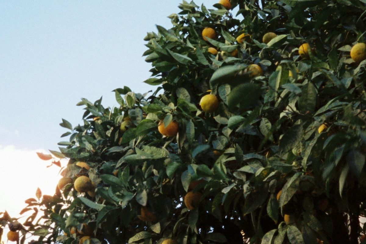 Sicilian Citrus