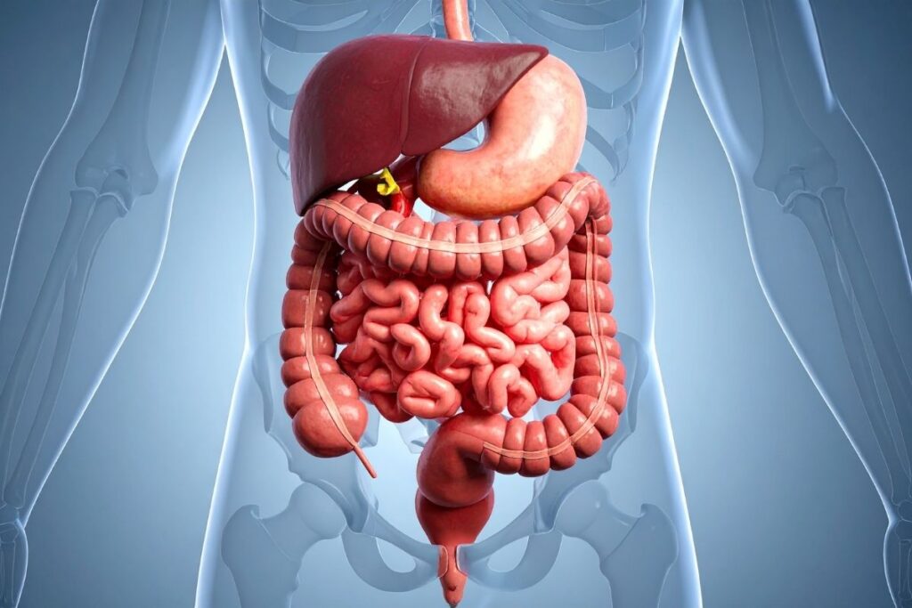 signs your gut health is improving