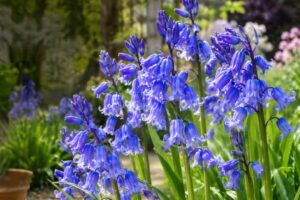Spanish Bluebells for garden