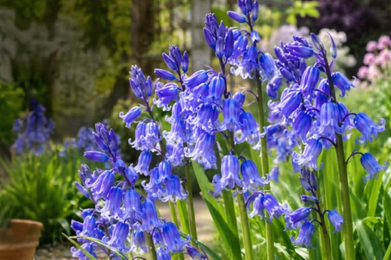 Spanish Bluebells for garden