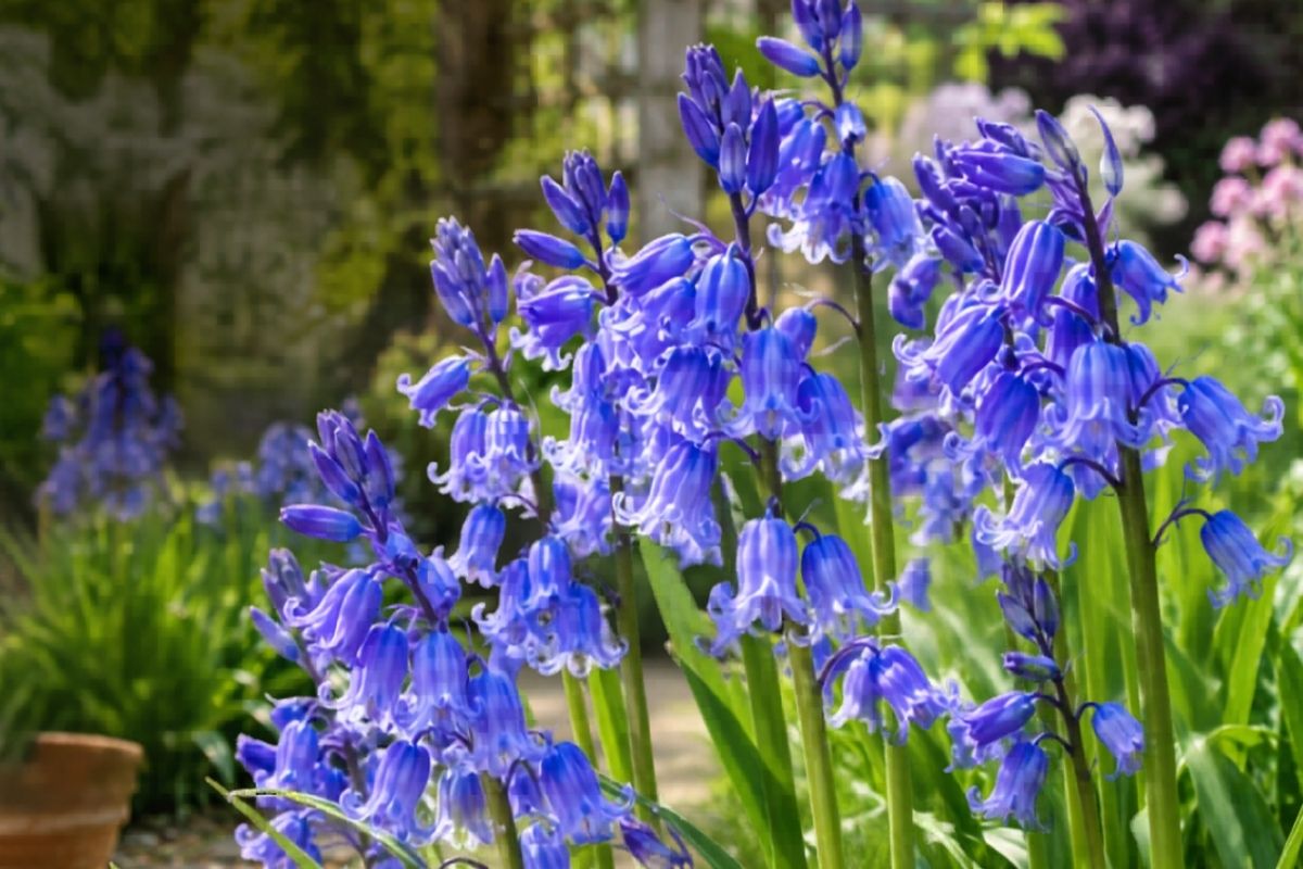 Spanish Bluebells for garden