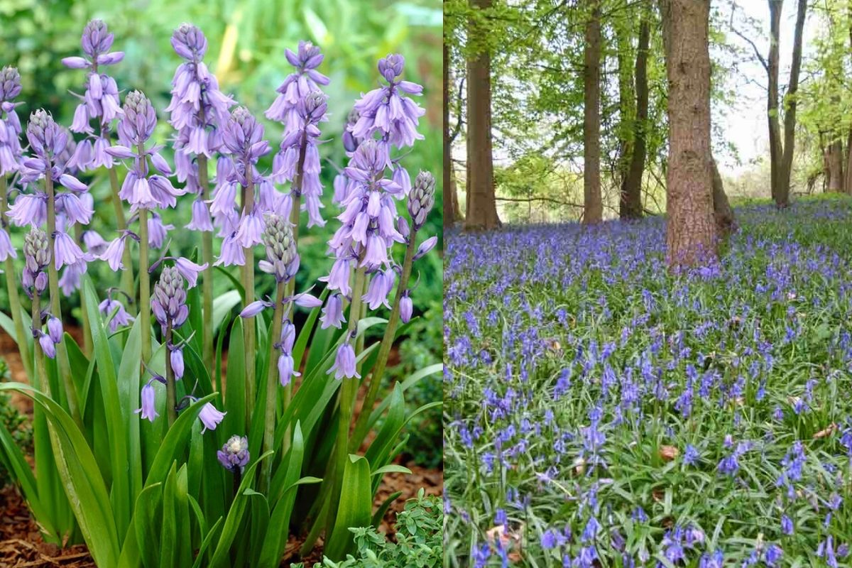 Spanish Bluebells vs Native Bluebells: