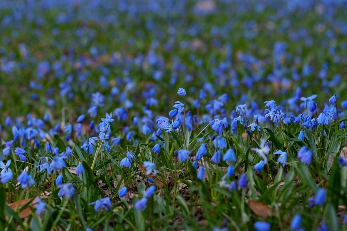 steps to safeguard our native bluebells