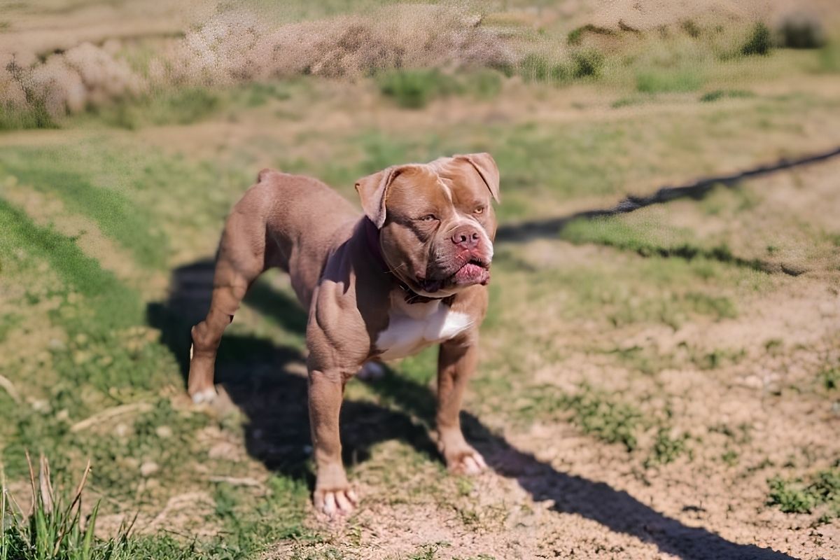 American Bandogge