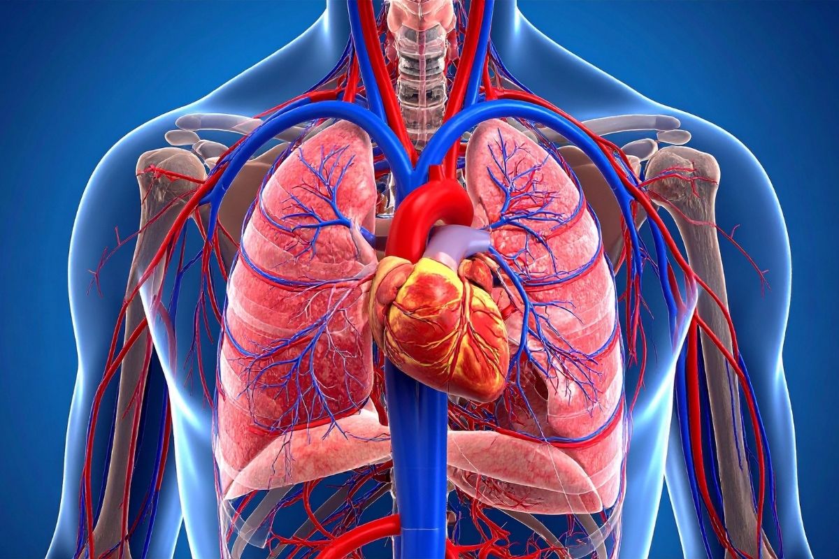 Cardiovascular Health