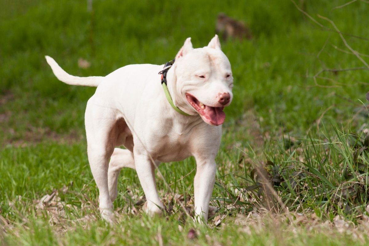 Dogo Argentino