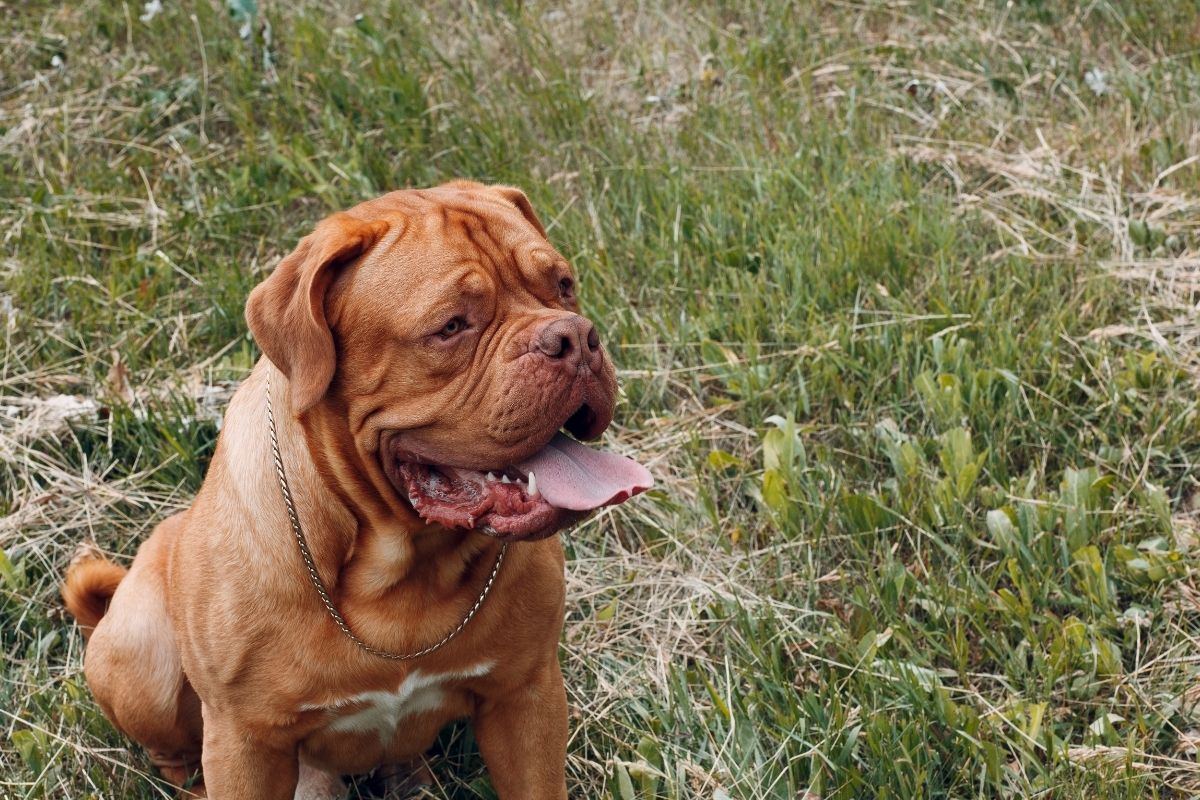 Dogue de Bordeaux