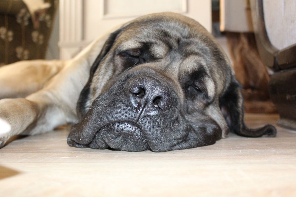 English Mastiff