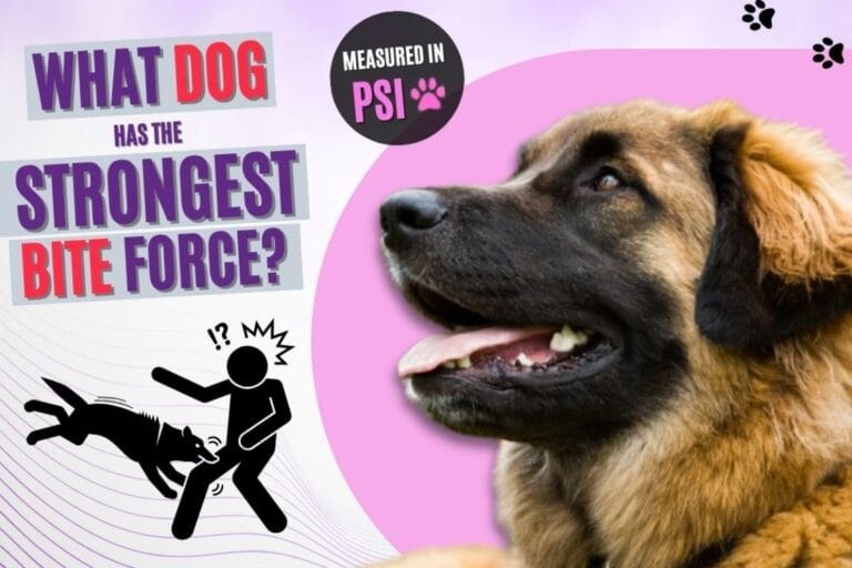 what dog has the strongest bite force