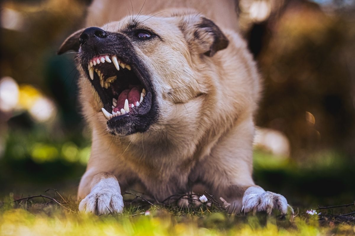 why bite force matters