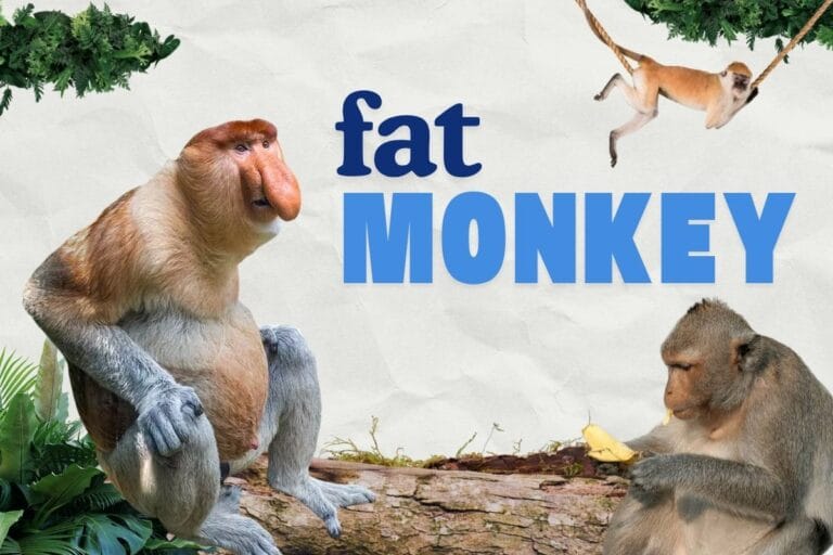 Fat Monkey