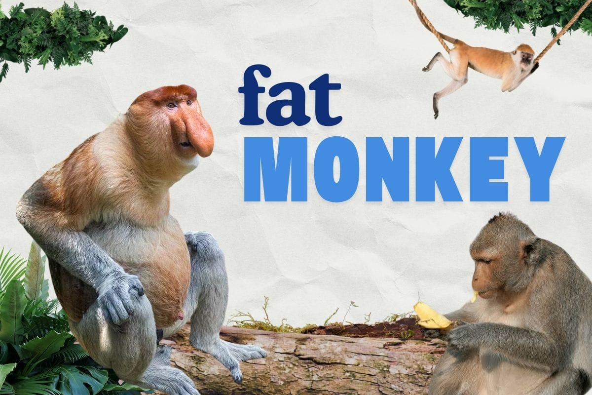 Fat Monkey