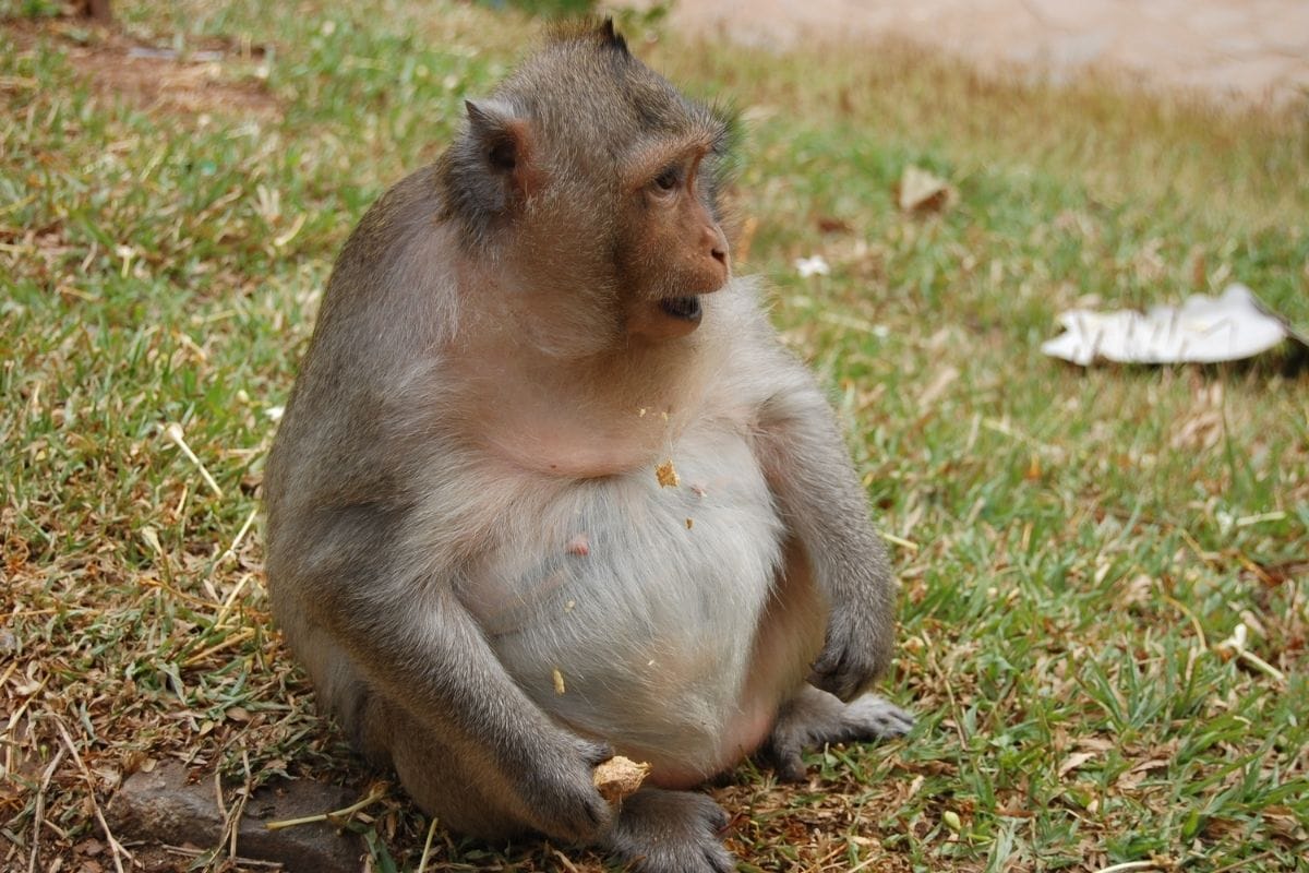 Monkey Gets Fat