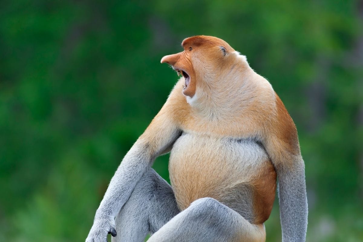 Proboscis Monkey