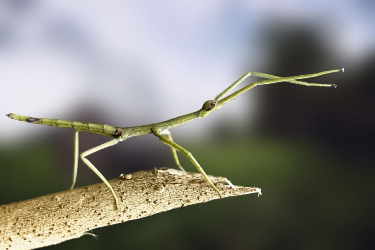 Stick Insects