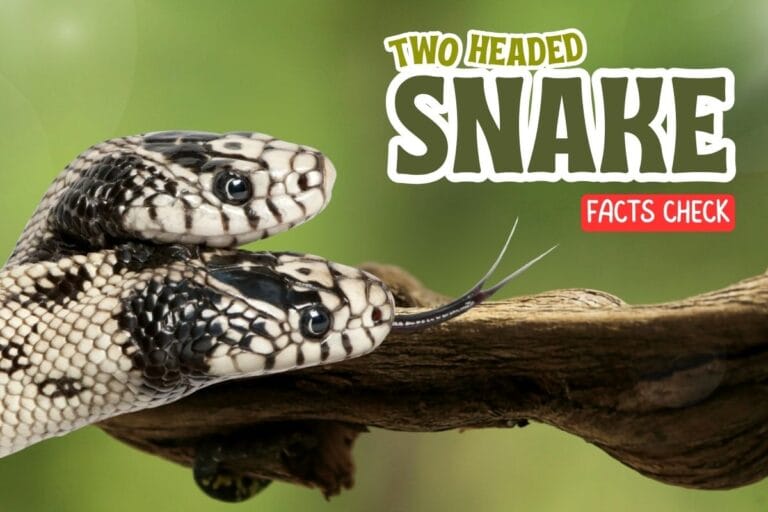 Two-Headed Snake
