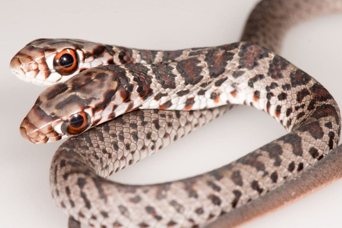 Two Headed Snake Photo