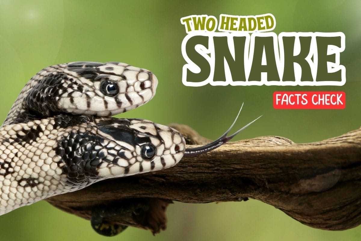Two-Headed Snake