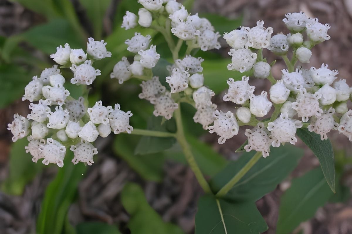 quinine