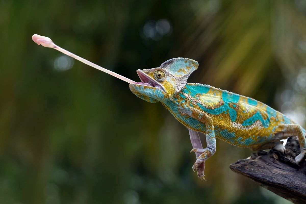Chamaeleonidae Different From Other Lizards