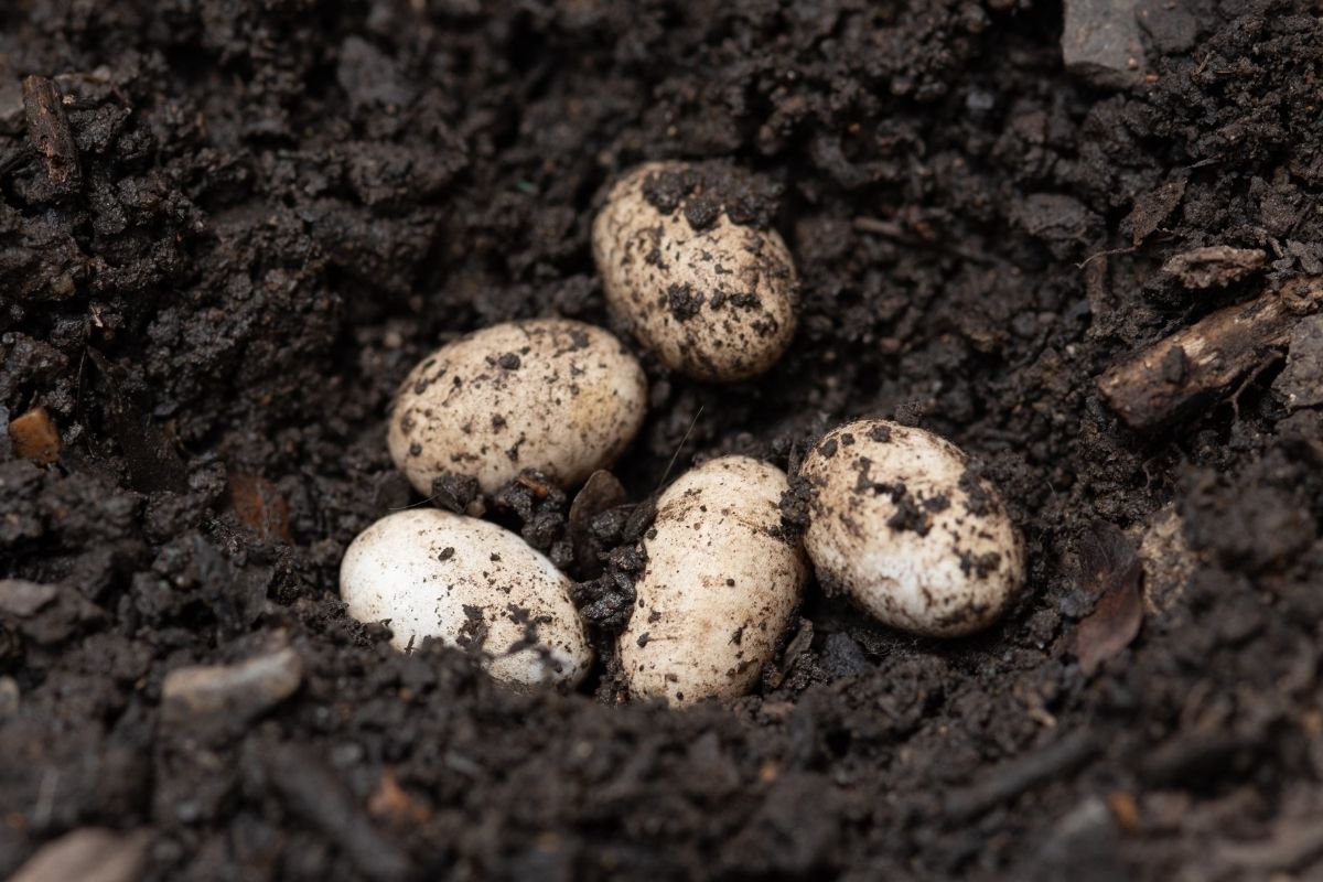 Chameleons Eggs
