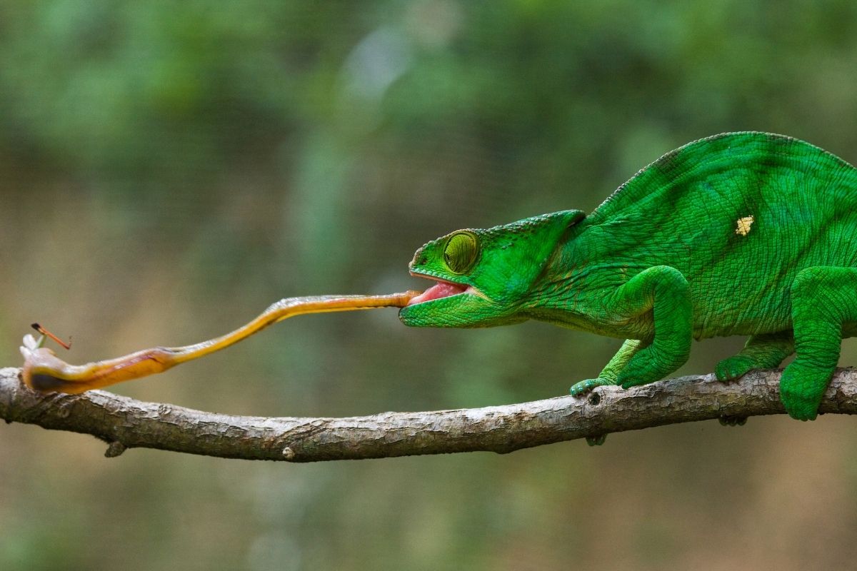 Chameleons tongue
