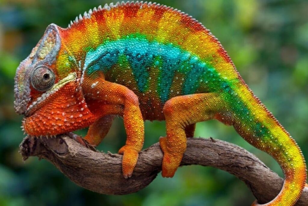 Fascinating Things You Never Knew About Chamaeleonidae (1)