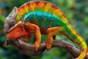 Fascinating Things You Never Knew About Chamaeleonidae (1)