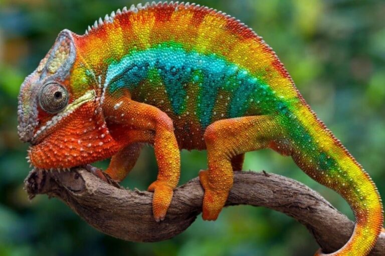 Fascinating Things You Never Knew About Chamaeleonidae (1)